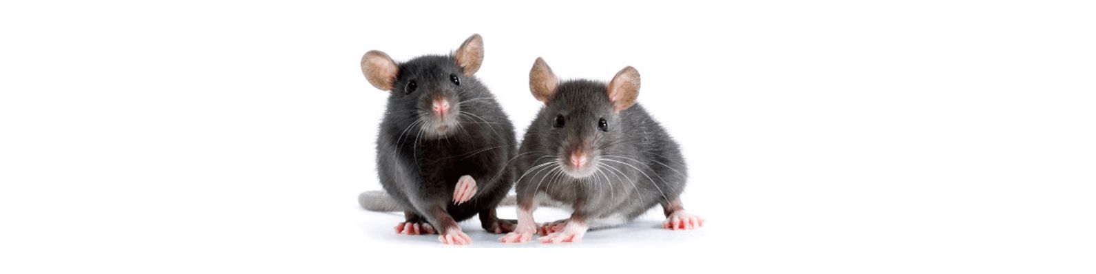 2018_-_ratatouille_-_bdx_1500_x_-_03.jpg